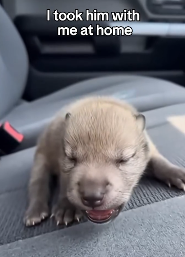 C2011012_Rescued Saved Baby Wolf Highway #wolf #rescue #wholesome…_part2