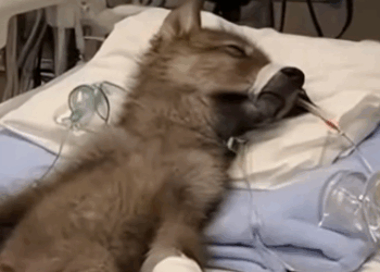 C2011013_Rescued Baby Wolf Park #wolf #rescue #wholesome #puppy_part2