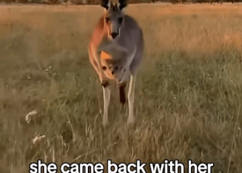 C2011014_Rescued Saved Kangaroo #kangaroo #rescue #wholesome #animals_part2