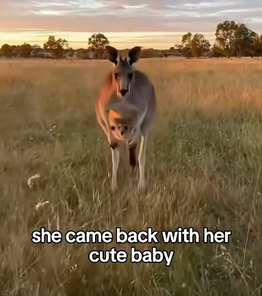 C2011014_Rescued Saved Kangaroo #kangaroo #rescue #wholesome #animals_part2