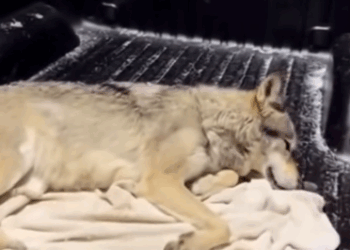 C2011015_Rescued Saved Wolf #wolf #rescue #wholesome #puppy_part2