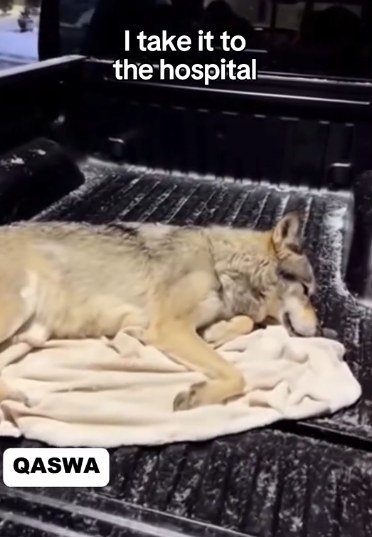 C2011015_Rescued Saved Wolf #wolf #rescue #wholesome #puppy_part2