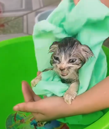 C0311004_Woman rescues abandoned kitten. #rescue #rescuecat #rescueanimals #ki…_part2