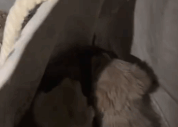 C0611001_Rescue litter of homeless puppies then #rescue #fyp #animals #d…_part2