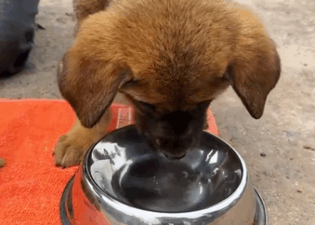 C2011016_Rescue two puppies #rescue #animals #rescueanimals #rescuedog #puppy_part2