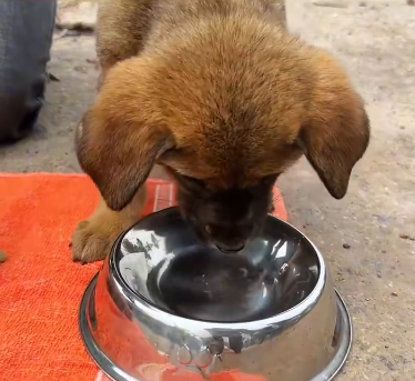 C2011016_Rescue two puppies #rescue #animals #rescueanimals #rescuedog #puppy_part2