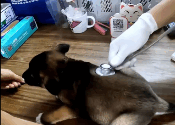 C2011017_Rescue puppy #rescue #animals #rescueanimals #rescuedog #puppy #fyp_part2