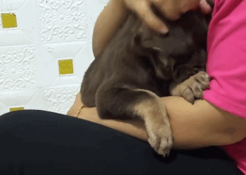 C2011019_Rescue puppy #rescue #animals #rescueanimals #rescuedog #puppy_part2