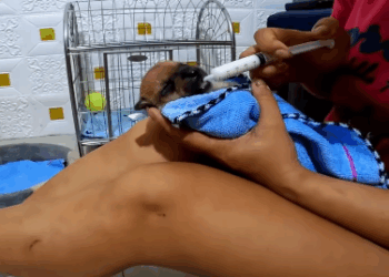 C2011020_Rescue puppy #rescue #animals #rescueanimals #rescuedog #puppy (1)_part2