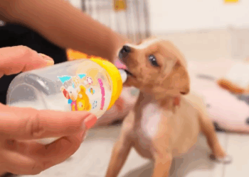 C2011022_Rescue puppy #rescue #animals #rescueanimals #rescuedog #puppy #pup…_part2