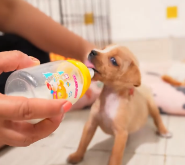 C2011022_Rescue puppy #rescue #animals #rescueanimals #rescuedog #puppy #pup…_part2