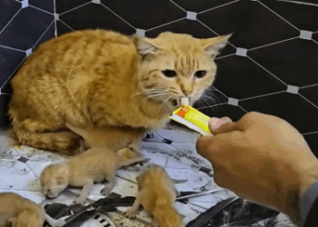 C2011023_Rescue family of cats #rescue #animals #rescueanimals #kitten #resc…_part2