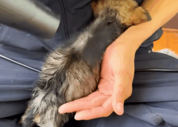 C2011024_Rescue puppy #rescue #animals #rescueanimals #rescuedog #puppy #pup… (1)_part2