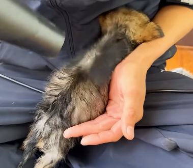 C2011024_Rescue puppy #rescue #animals #rescueanimals #rescuedog #puppy #pup… (1)_part2