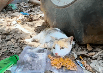 C2011025_Rescue family of cats #rescue #animals #rescueanimals #kitten #cats…_part2