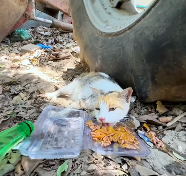 C2011025_Rescue family of cats #rescue #animals #rescueanimals #kitten #cats…_part2