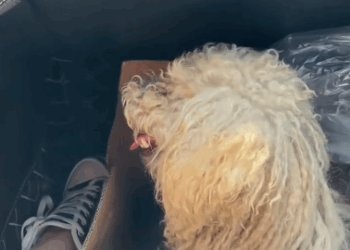 C0611002_Rescue stray dogs #rescue #cute #love #helpanimals #dog_part2