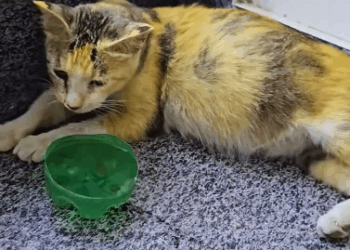 C2011026_Rescue stray cat about to give birth #rescue #animals #rescueanimals_part2