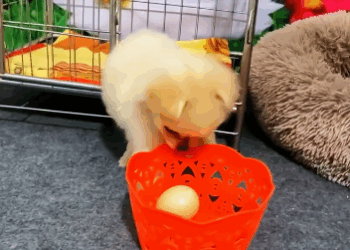 C2011027_Rescue puppy #rescue #animals #rescueanimals #rescuedog #puppy #dog_part2