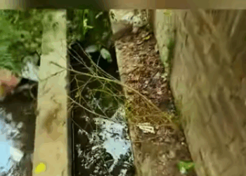 C2011028_Rescue family of cats #rescue #animals #rescueanimals #kitten #cats… (1)_part2