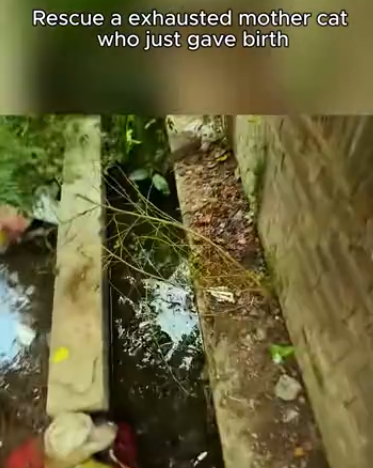 C2011028_Rescue family of cats #rescue #animals #rescueanimals #kitten #cats… (1)_part2