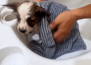 C2011029_Rescue puppy #rescue #animals #rescueanimals #rescuedog #puppy #dog (1)_part2