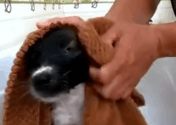 C2011030_Rescue puppy #rescue #animals #rescueanimals #rescuedog #puppy (2)_part2