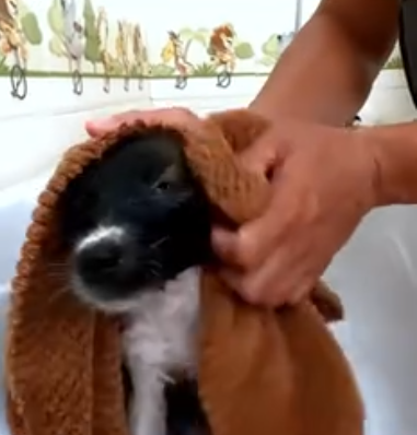 C2011030_Rescue puppy #rescue #animals #rescueanimals #rescuedog #puppy (2)_part2