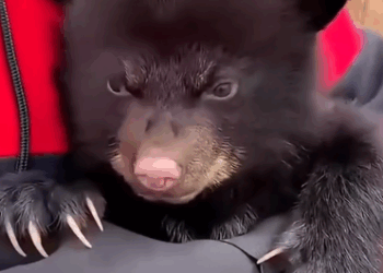 C2411001_Rescuing little bear who lost his mother drowning in river…_part2