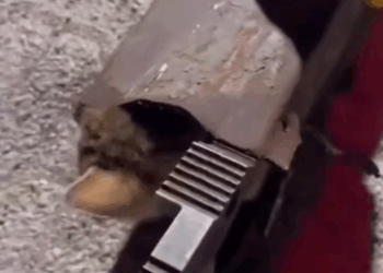 C2411002_couple rescues kitten trapped inside an iron pipe then…_part2