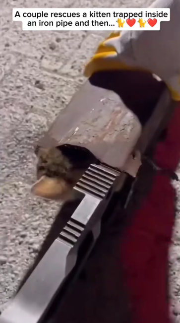 C2411002_couple rescues kitten trapped inside an iron pipe then…_part2