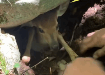 C2411005_Couple Saves Trapped Fawn Then It Follows Them Home But Not_part2