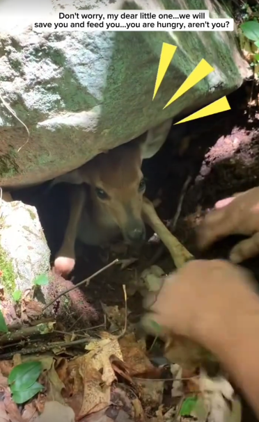 C2411005_Couple Saves Trapped Fawn Then It Follows Them Home But Not_part2