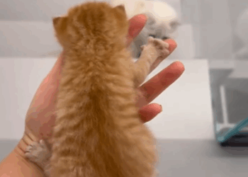 C0611003_picked up newborn kitty then #rescue #fyp #animals #animal #c…_part2