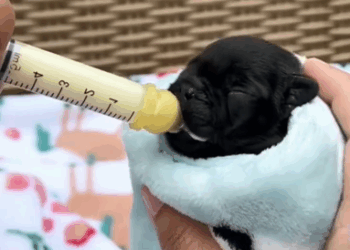 C2411006_couple rescued poor little black puppy dumpster then…_part2