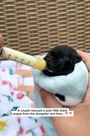 C2411006_couple rescued poor little black puppy dumpster then…_part2