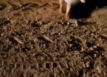 C2411007_Farmer his wife saved Fox disease decided to treat him…_part2