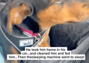 C2411008_Tiny Puppy Trapped in Raging Flood One Man Brave Rescue Will Melt…_part2