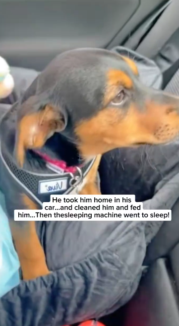 C2411008_Tiny Puppy Trapped in Raging Flood One Man Brave Rescue Will Melt…_part2