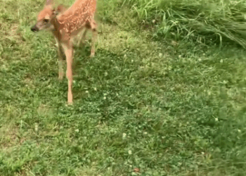 C2411009_family helped poor little deer lost its mother in forest…_part2