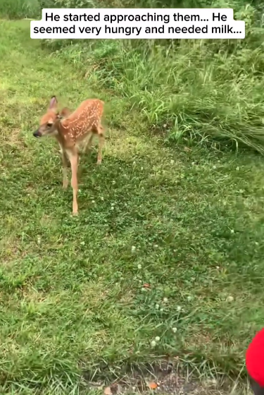 C2411009_family helped poor little deer lost its mother in forest…_part2