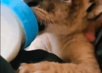 C2411010_Abandoned Cub Finds Family in Heart of Africa You Won_part2