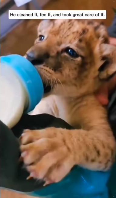 C2411010_Abandoned Cub Finds Family in Heart of Africa You Won_part2