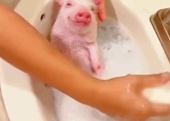 C2411011_Woman Adopted Piglet After Its Mom Died Then #rescue #s…_part2