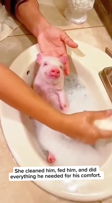 C2411011_Woman Adopted Piglet After Its Mom Died Then #rescue #s…_part2