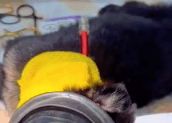 C2411012_Rescued What He Thought Was Puppy It Turned Into giant black wol…_part2