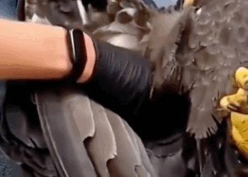 C2411013_Man an Injured Bald Eagle Car Accident You Won Beli…_part2