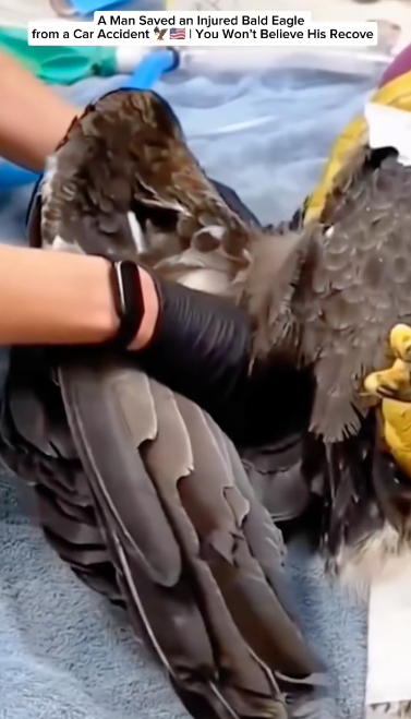 C2411013_Man an Injured Bald Eagle Car Accident You Won Beli…_part2