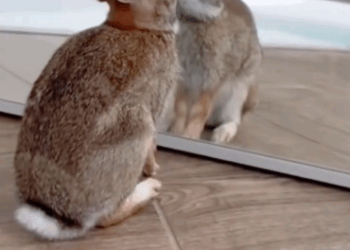 C2411014_man saved poor baby bunny drowning in big lake of water…_part2