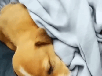 C2411015_hunter saves poor little puppy jaws of crocodile g…_part2